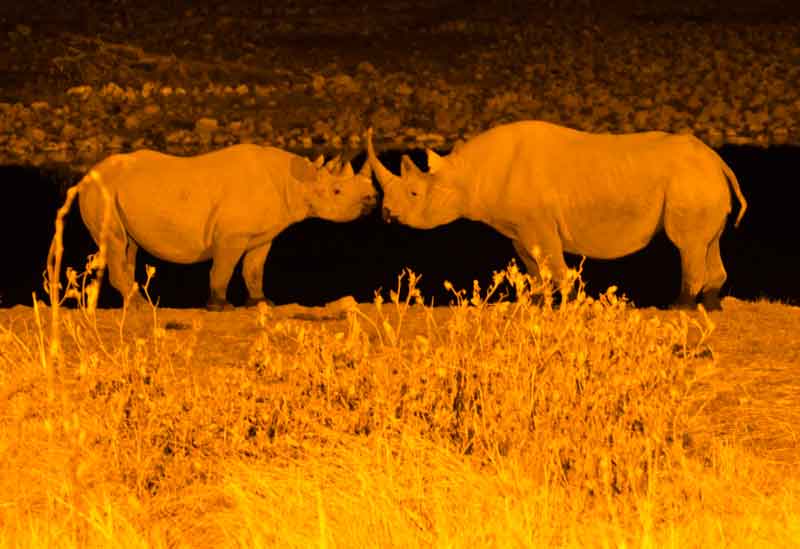 Rinoceronte - parque nacional de Etosha - Namibia 09.jpg